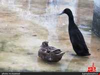 نمایشگاه پرندگان چهار باغ