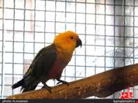 نمایشگاه پرندگان چهار باغ