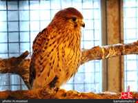 نمایشگاه پرندگان چهار باغ