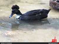 نمایشگاه پرندگان چهار باغ