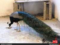 نمایشگاه پرندگان چهار باغ