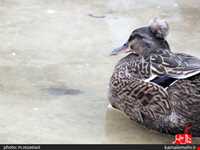 نمایشگاه پرندگان چهار باغ