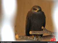 نمایشگاه پرندگان چهار باغ