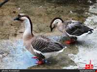 نمایشگاه پرندگان چهار باغ