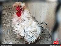 نمایشگاه پرندگان چهار باغ