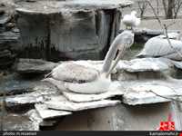 نمایشگاه پرندگان چهار باغ