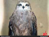 نمایشگاه پرندگان چهار باغ