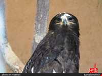 نمایشگاه پرندگان چهار باغ