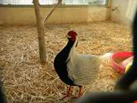 نمایشگاه پرندگان چهار باغ