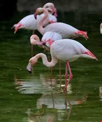 نمایشگاه پرندگان چهار باغ