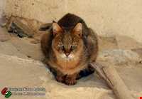 نمایشگاه پرندگان چهار باغ