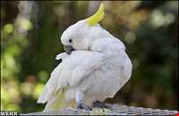 نمایشگاه پرندگان چهار باغ