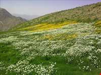 رودخانه طالقان ( طالقان رود )