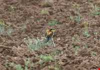 منطقه حفاظت شده هفتاد قله