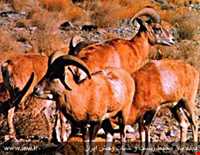 منطقه حفاظت شده هفتاد قله