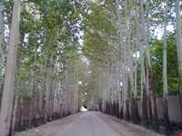 روستای فرخ آباد و زیبادشت