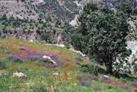 Zard Limeh waterfall