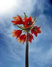 دشت لاله‌های واژگون