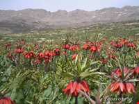 دشت لاله‌های واژگون