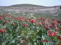 دشت لاله‌های واژگون