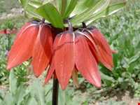 دشت لاله‌های واژگون