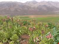 دشت لاله‌های واژگون