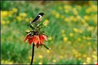 دشت لاله‌های واژگون