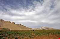 دشت لاله‌های واژگون