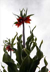 دشت لاله‌های واژگون