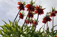 دشت لاله‌های واژگون