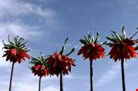 دشت لاله‌های واژگون