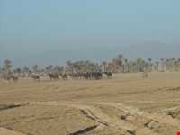 ریگزار شن روان صادق آباد