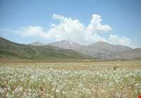 باغ شهر شیدا