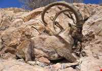 باغ شهر شیدا