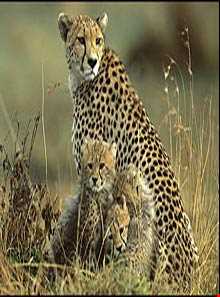 منطقه شکار ممنوع هشتاد پهلو