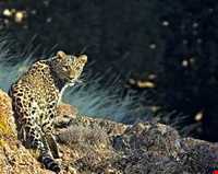 Hashtad Pahloo hunting prohibited region