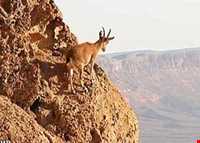 Hashtad Pahloo hunting prohibited region