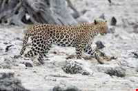 Hashtad Pahloo hunting prohibited region