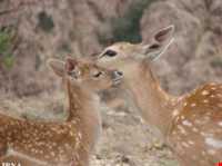 Hashtad Pahloo hunting prohibited region