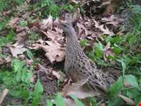 Hashtad Pahloo hunting prohibited region