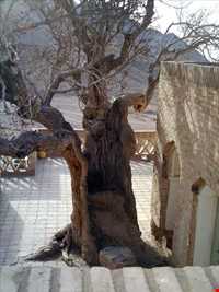 آرامگاه بوذرجمهر