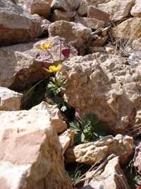 Castle Mountain Ghaen