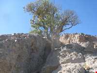 روستای برکوه