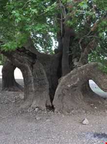 چنار کهنسال کرخنگان