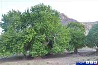 چنار کهنسال کرخنگان