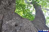 چنار کهنسال کرخنگان