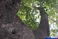 چنار کهنسال کرخنگان