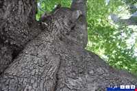 چنار کهنسال کرخنگان