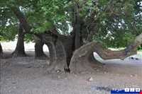 چنار کهنسال کرخنگان