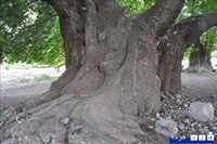 چنار کهنسال کرخنگان